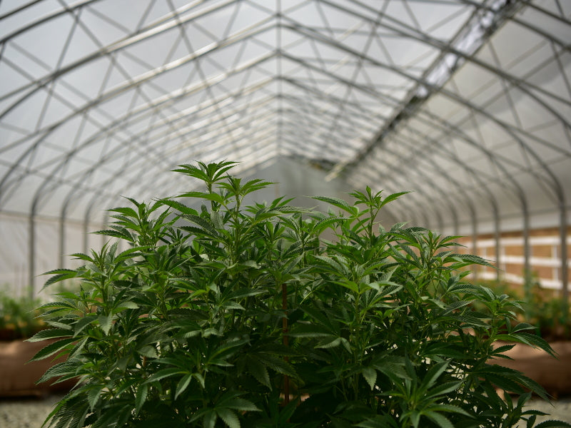 Cannabis Green House