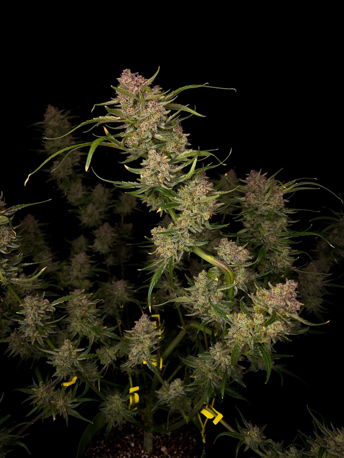 Fast Bud 420 - Guava Auto - Semi Di Cannabis Autofiorenti