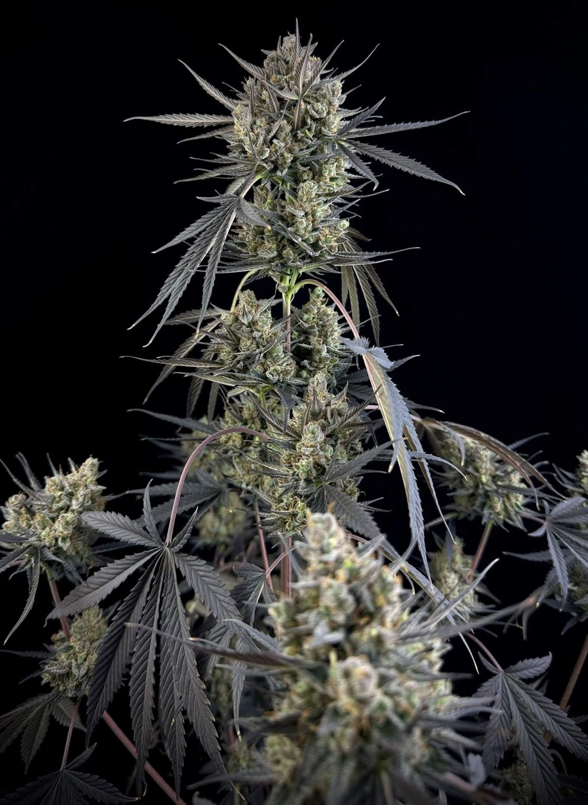 Fast Bud 420 - Pound Cake Auto - Semi Di Cannabis Autofiorenti