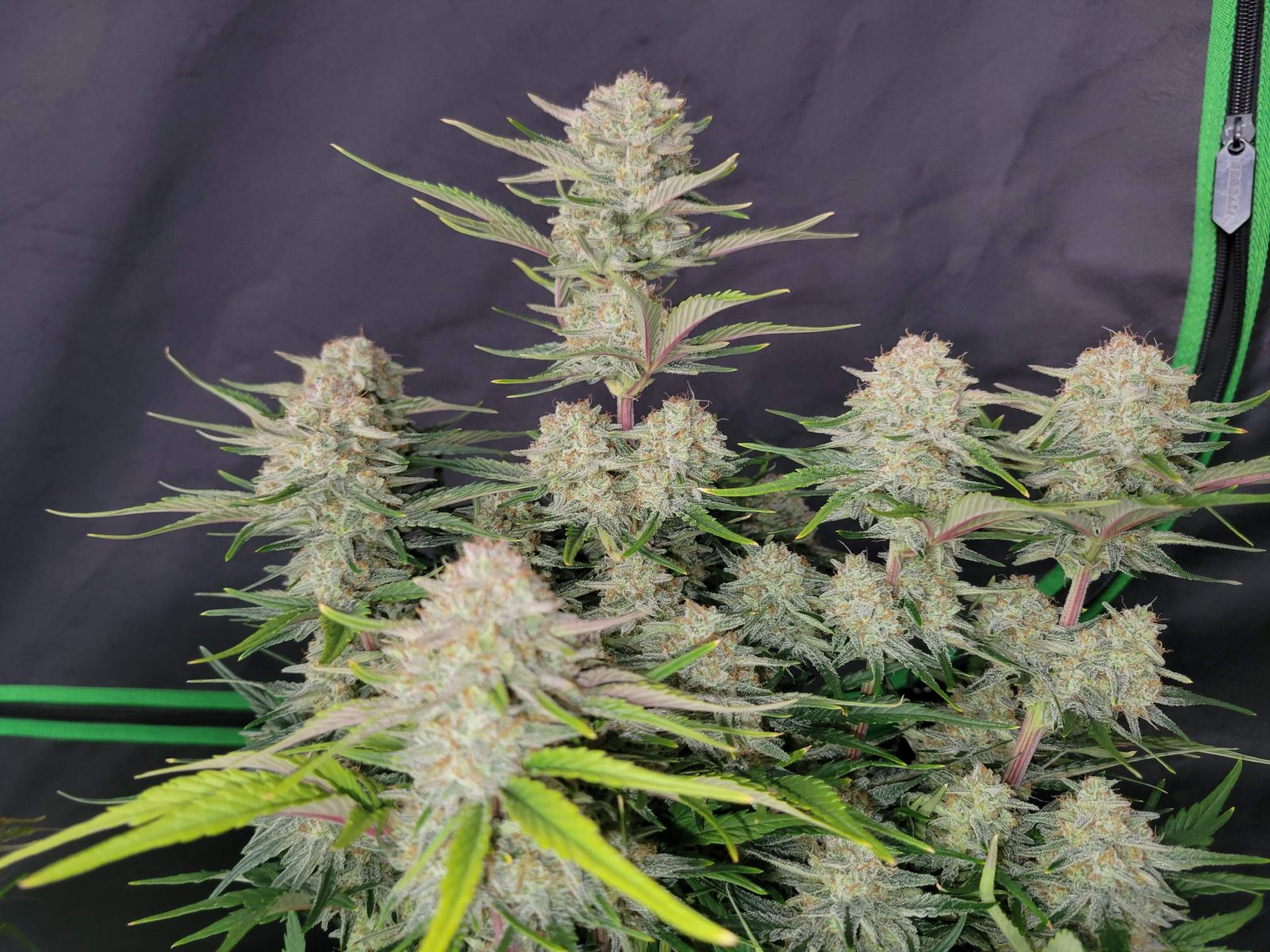 Fast Bud 420 - Apricot Auto - Semi Di Cannabis Autofiorenti