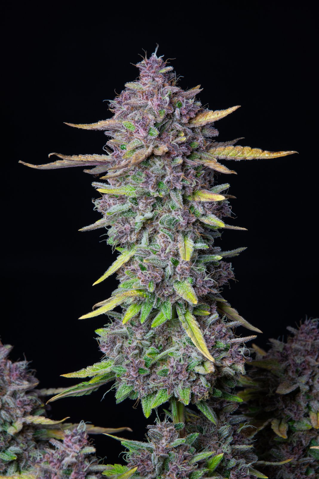 Fast Bud 420 - Purple Punch Auto - Semi Di Cannabis Autofiorenti