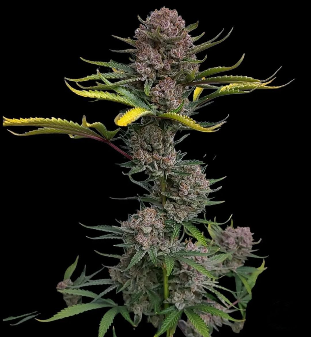 Fast Bud 420 - Gorilla Punch Auto - Semi Di Cannabis Autofiorenti