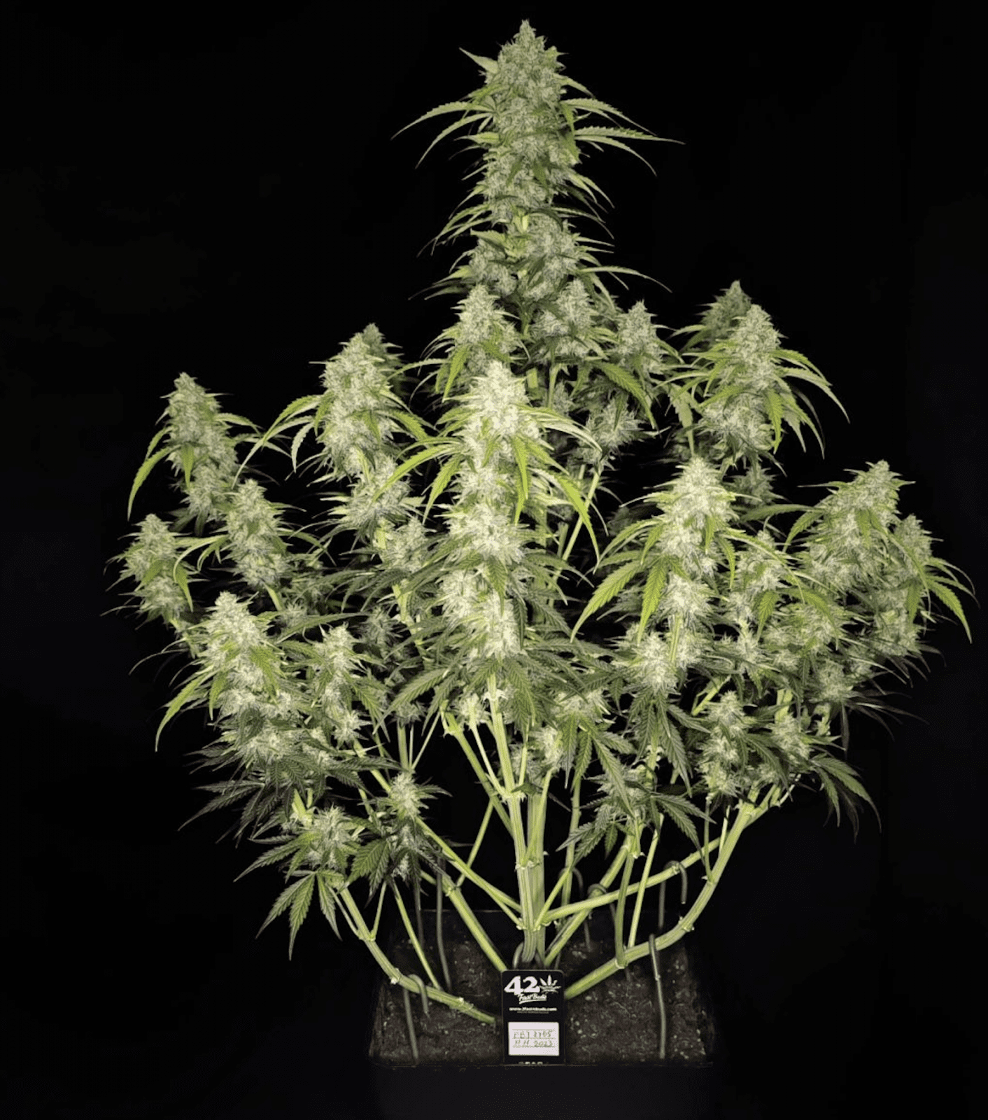 Fast Bud 420 - Papaya Cookies Auto - Semi Di Cannabis Autofiorenti