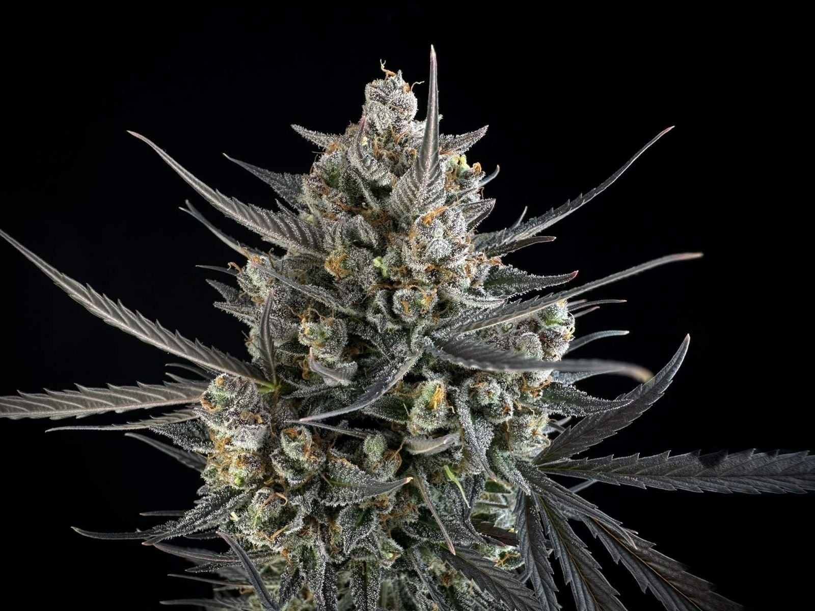 Fast Bud 420 - Pound Cake Auto - Semi Di Cannabis Autofiorenti