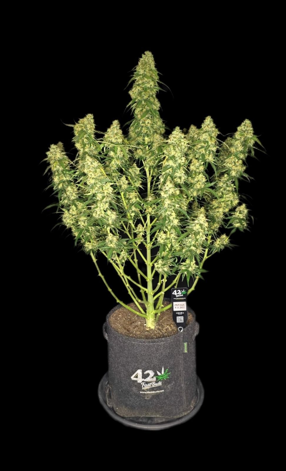 Fast Bud 420 - Sour Jealousy Auto - Semi Di Cannabis Autofiorenti