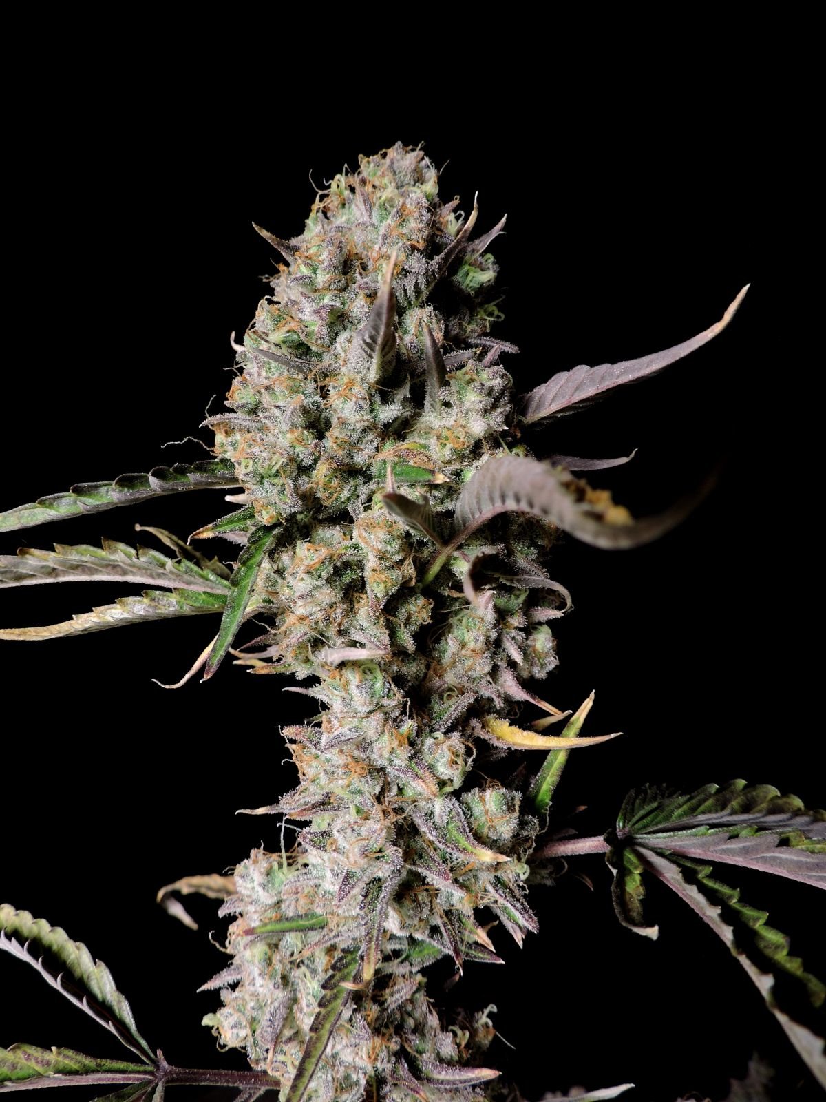 Fast Bud 420 - Gorilla Zkittlez Auto - Semi Di Cannabis Autofiorenti