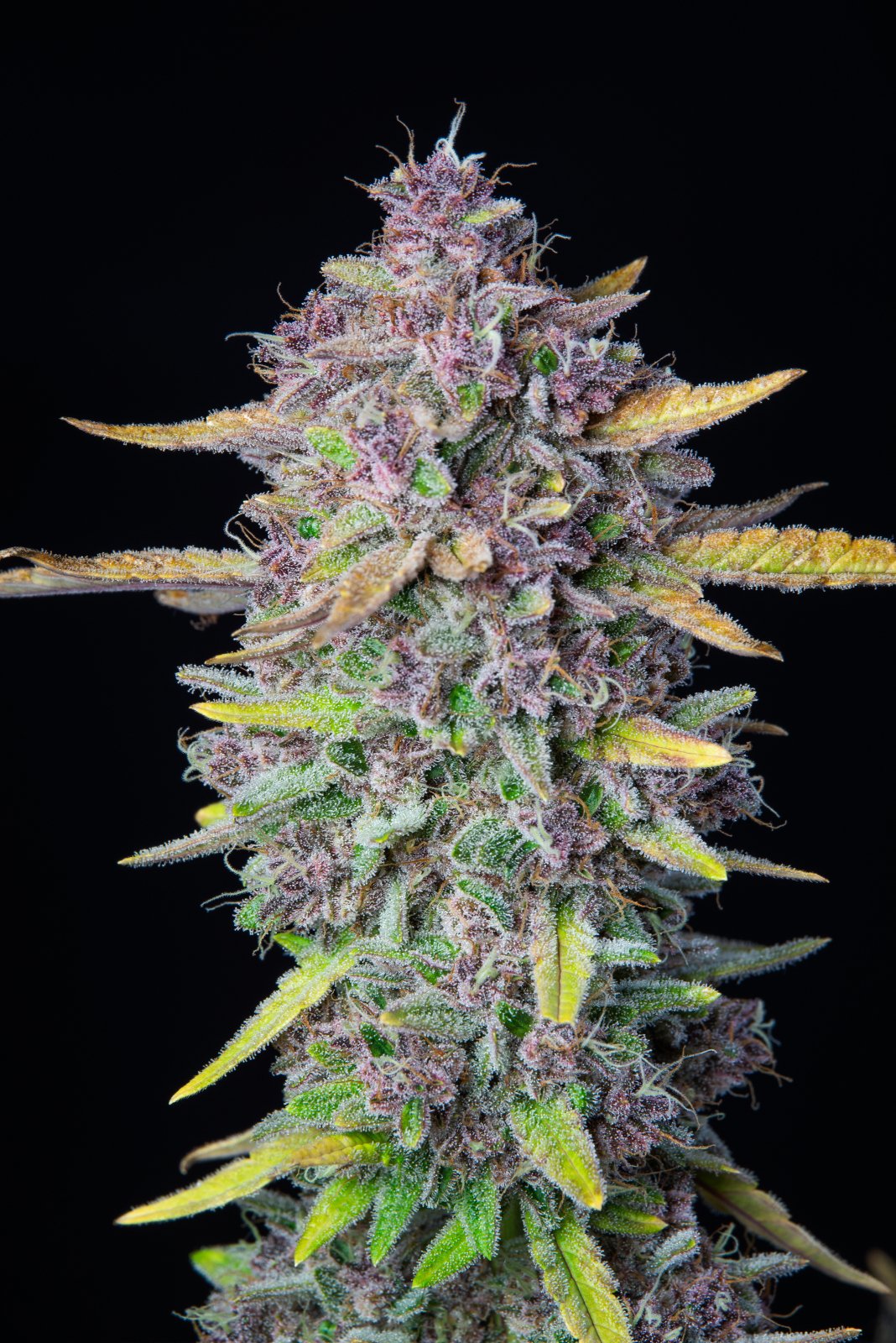 Fast Bud 420 - Purple Punch Auto - Semi Di Cannabis Autofiorenti