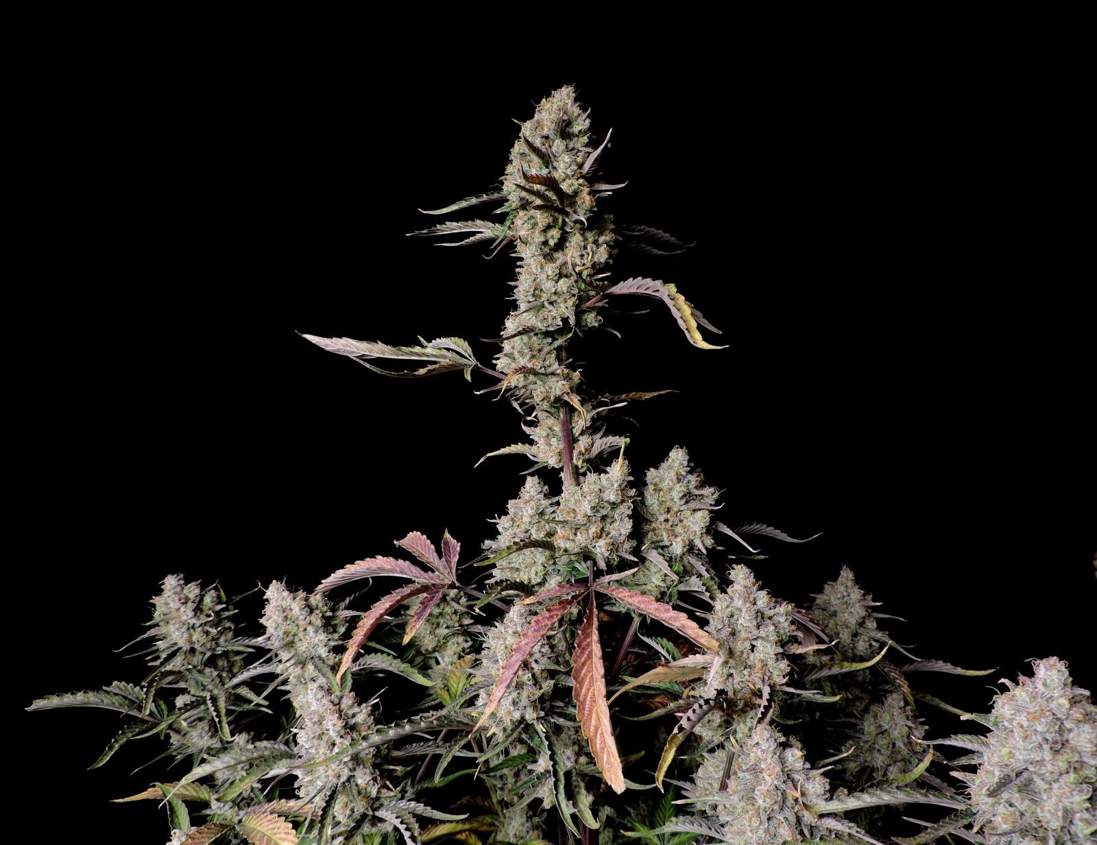 Fast Bud 420 - Gorilla Zkittlez Auto - Semi Di Cannabis Autofiorenti