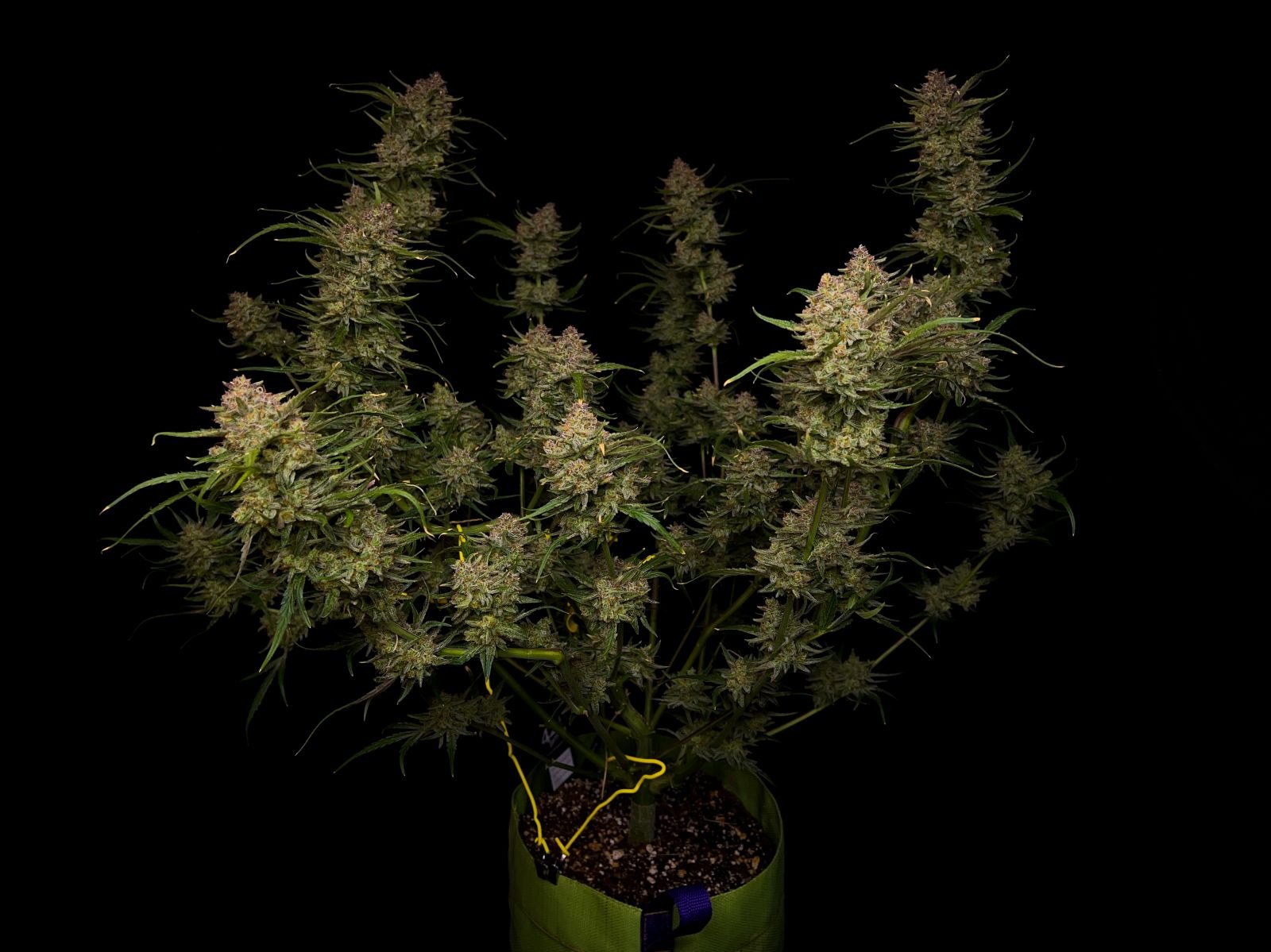 Fast Bud 420 - Guava Auto - Semi Di Cannabis Autofiorenti