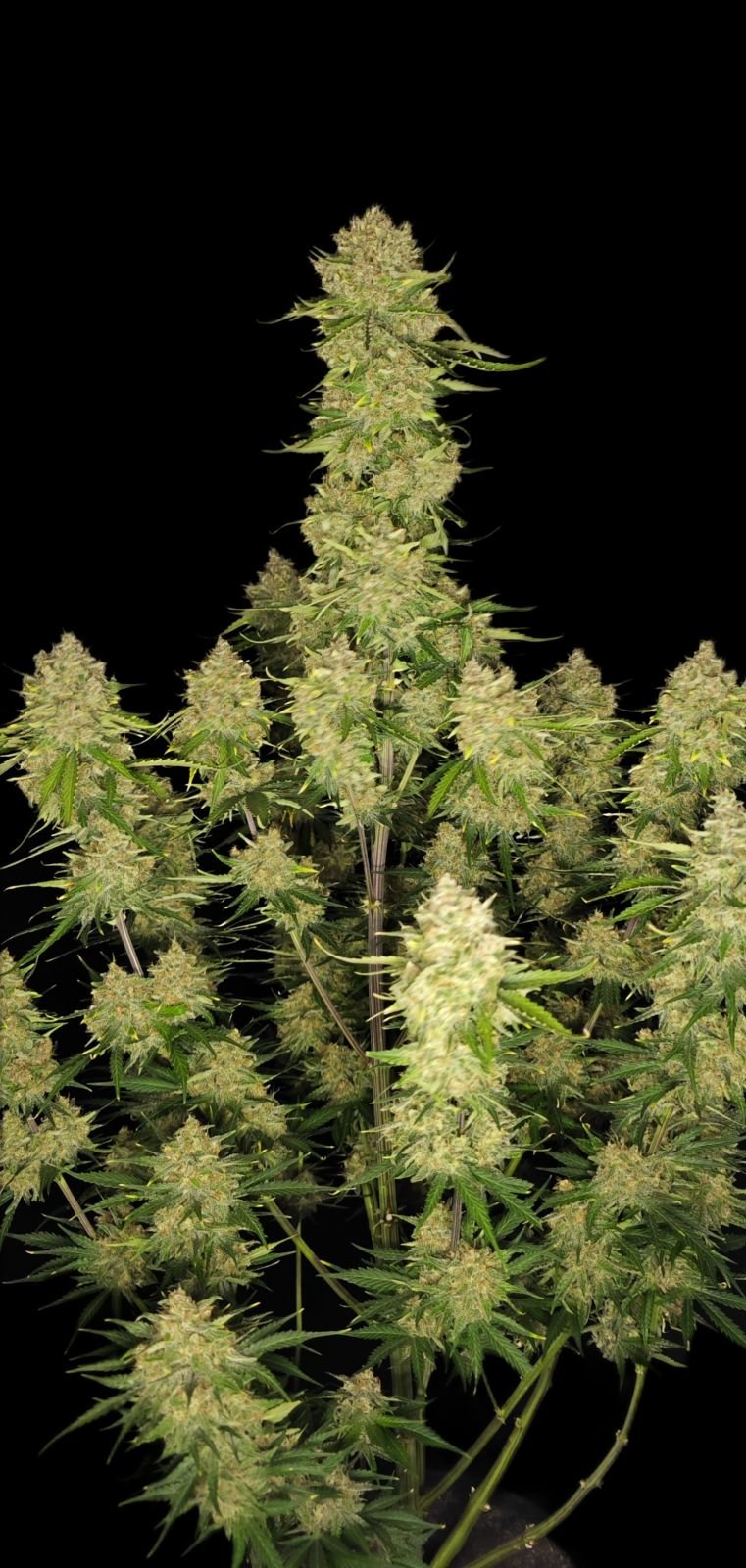 Fast Bud 420 - Guava Auto - Semi Di Cannabis Autofiorenti