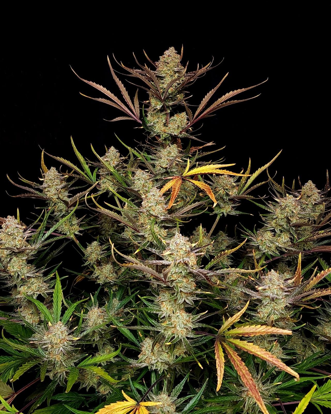 Fast Bud 420 - Apple Strudel Auto - Semi Di Cannabis Autofiorenti