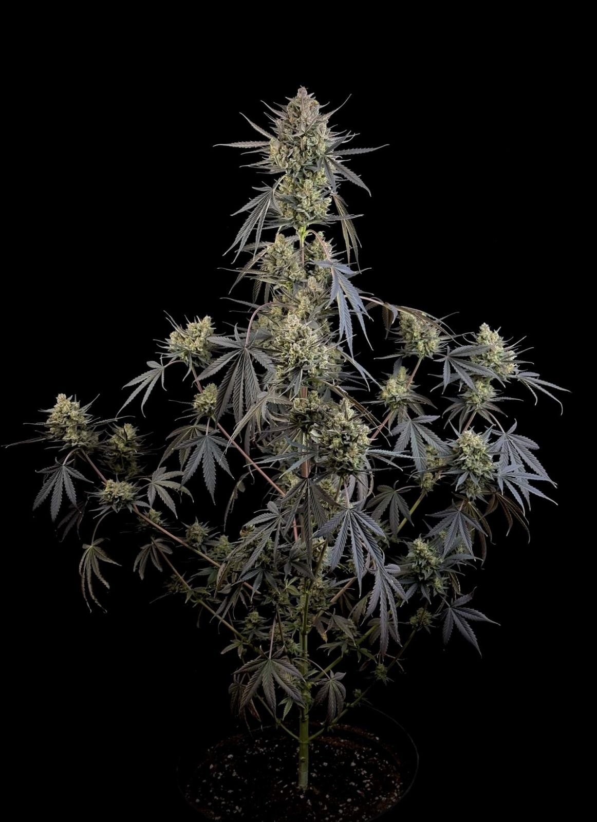 Fast Bud 420 - Pound Cake Auto - Semi Di Cannabis Autofiorenti