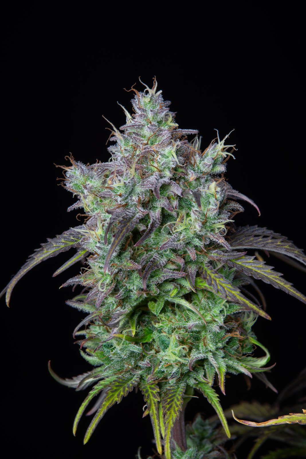 Fast Bud 420 - Original Big Bad Auto - Semi Di Cannabis Autofiorenti