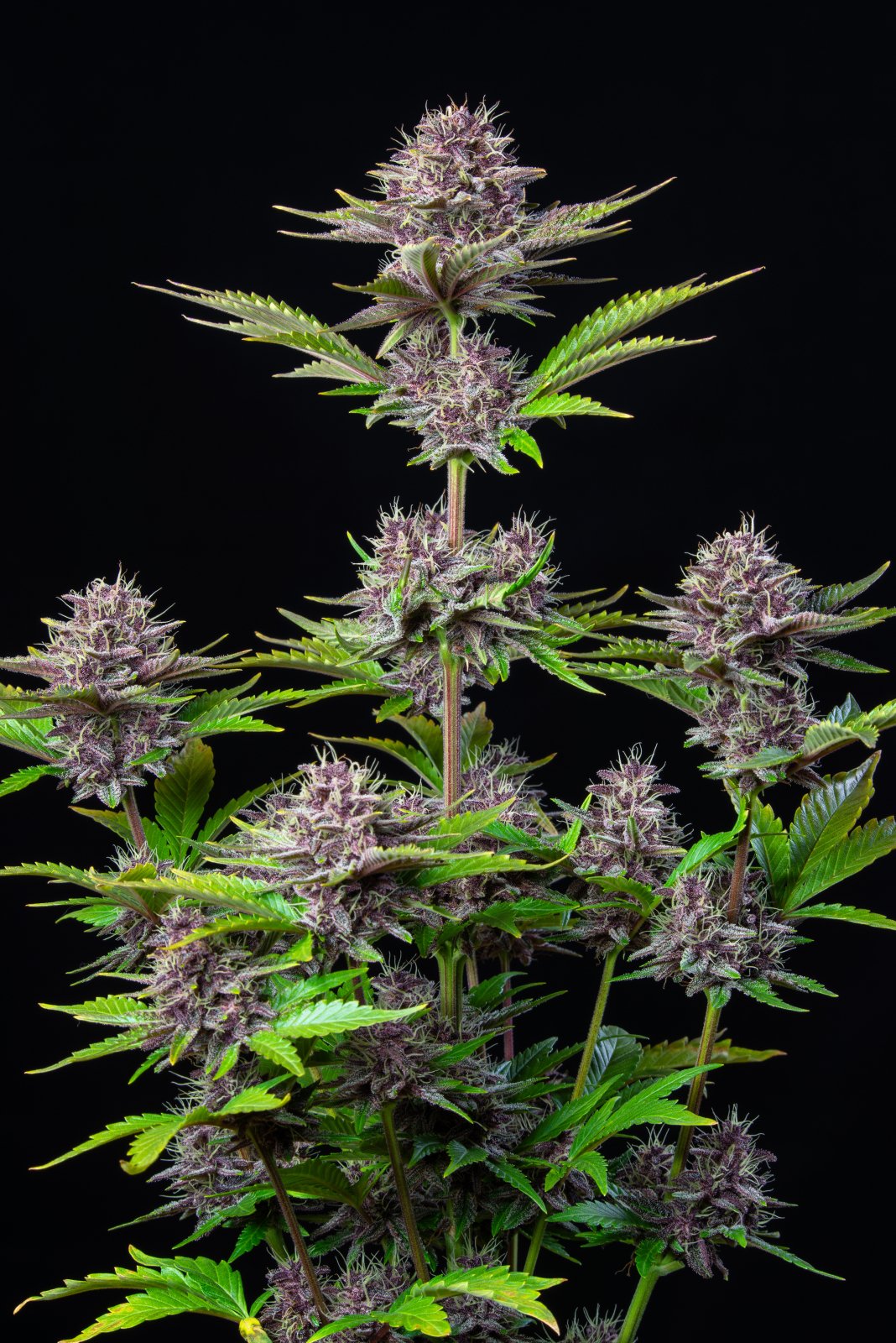 Fast Bud 420 - Purple Punch Auto - Semi Di Cannabis Autofiorenti