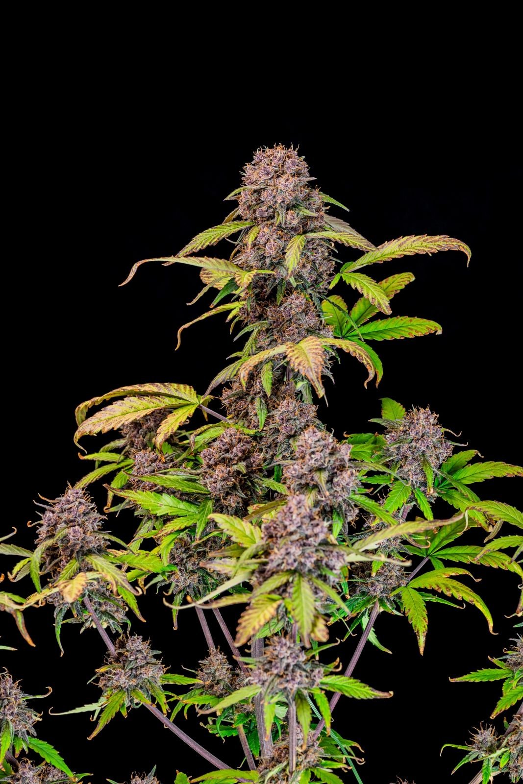 Fast Bud 420 - Lemon Cherry Cookies Auto - Semi Di Cannabis Autofiorenti