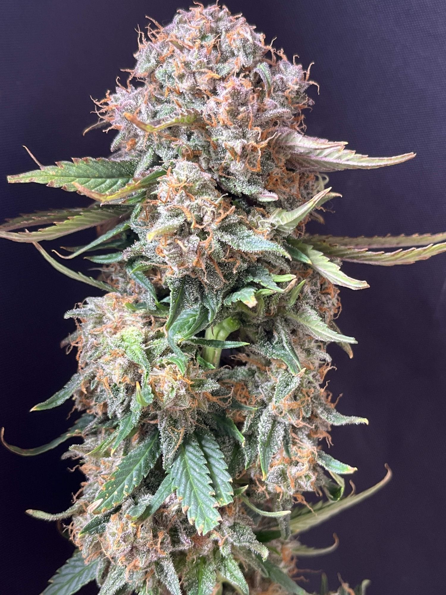 Fast Bud 420 - Sour Jealousy Auto - Semi Di Cannabis Autofiorenti