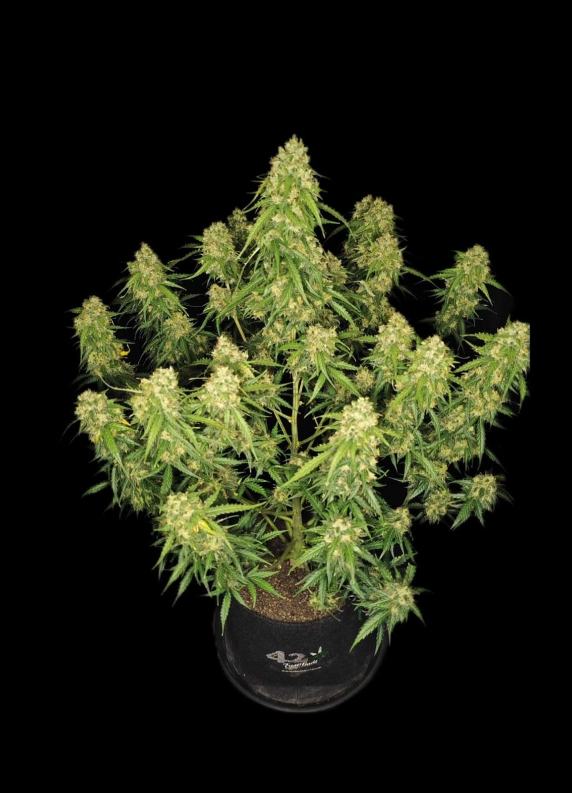 Fast Bud 420 - Sour Jealousy Auto - Semi Di Cannabis Autofiorenti