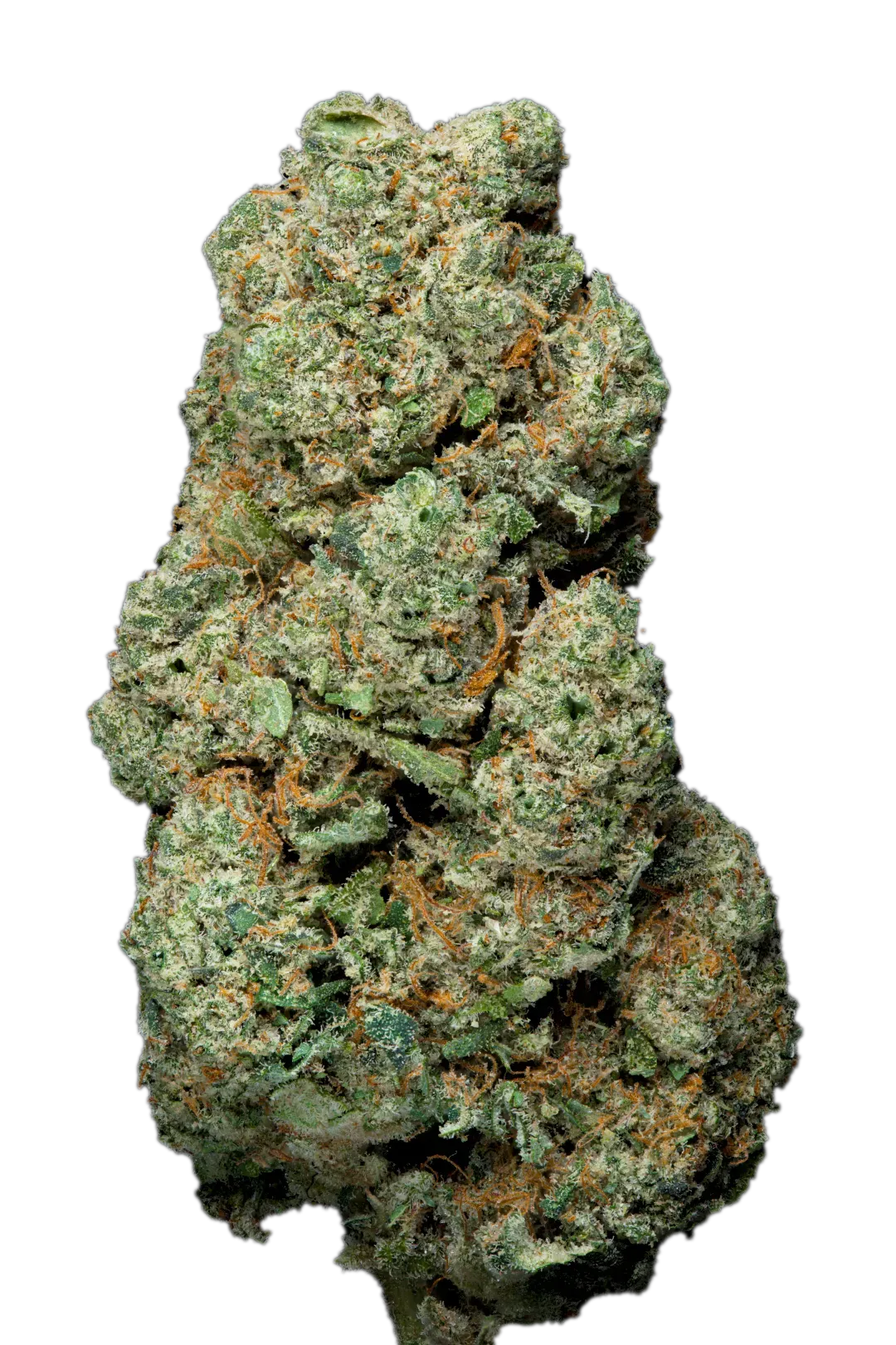 Cannabis Light - Uranium Cbd - Indoor - Novità