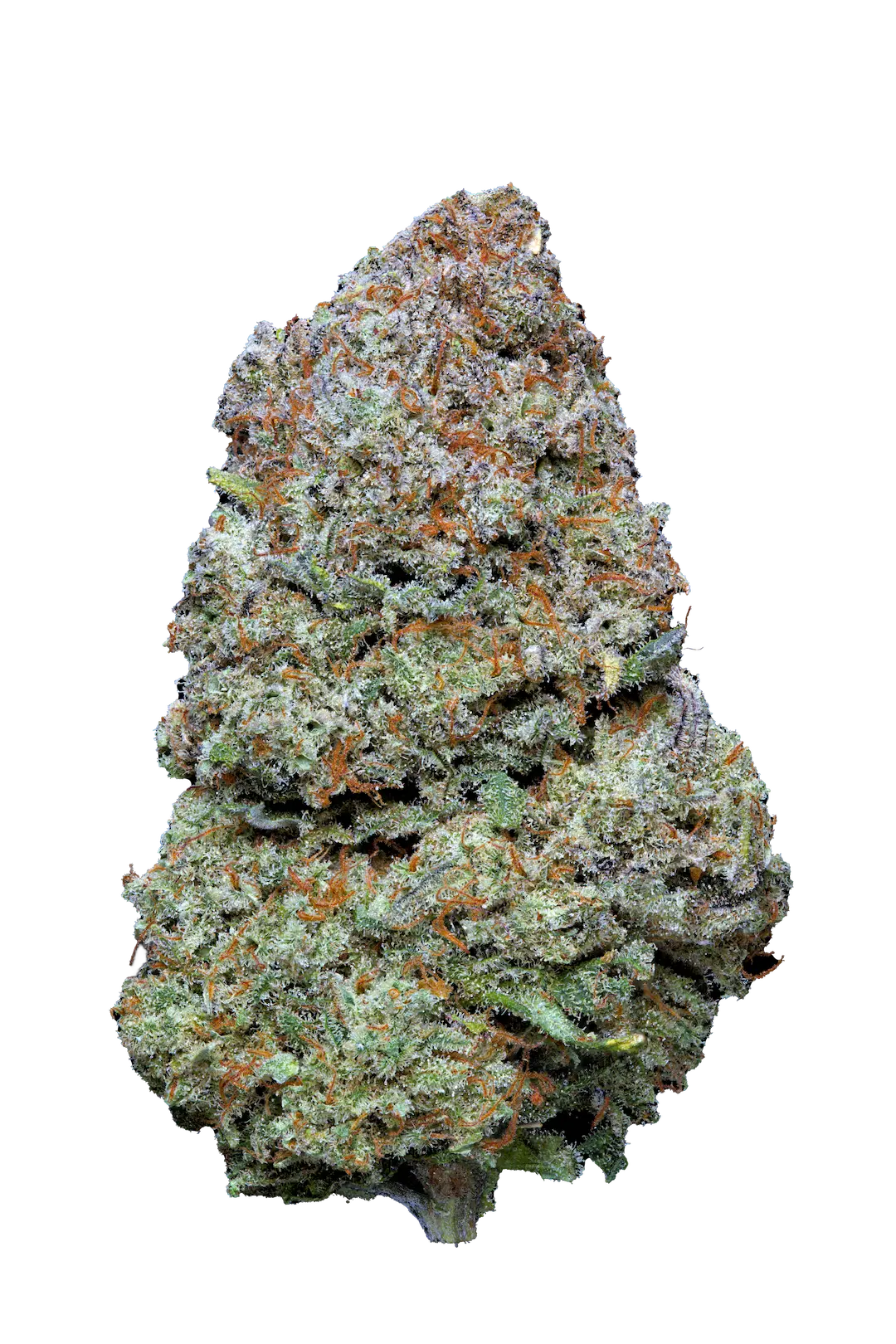 Orange Martini - CBD - Cannabis light - Indoor - Top Quality