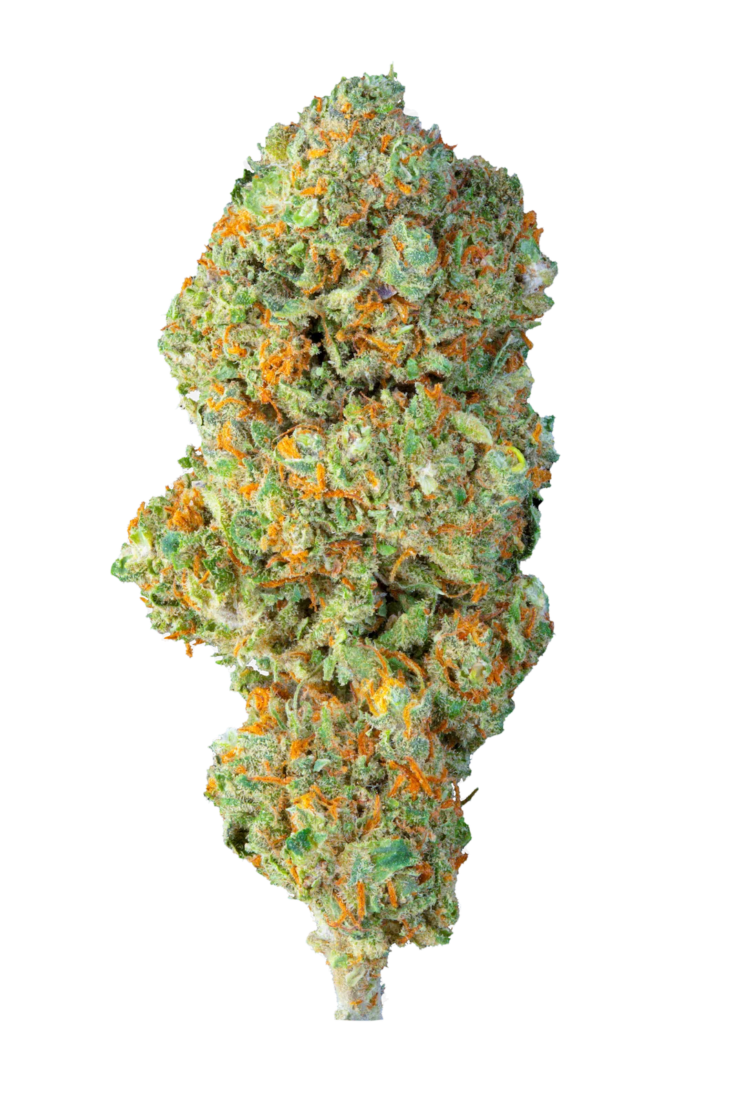 Gorilla Mandarine - Cbd- Cannabis Light - Greenhouse - Novità