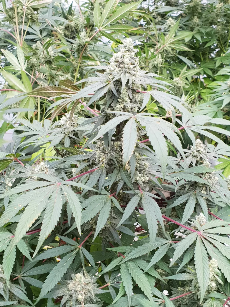 Paradise Seeds - Lemonade Auto - Semi Di Cannabis Autofiorenti