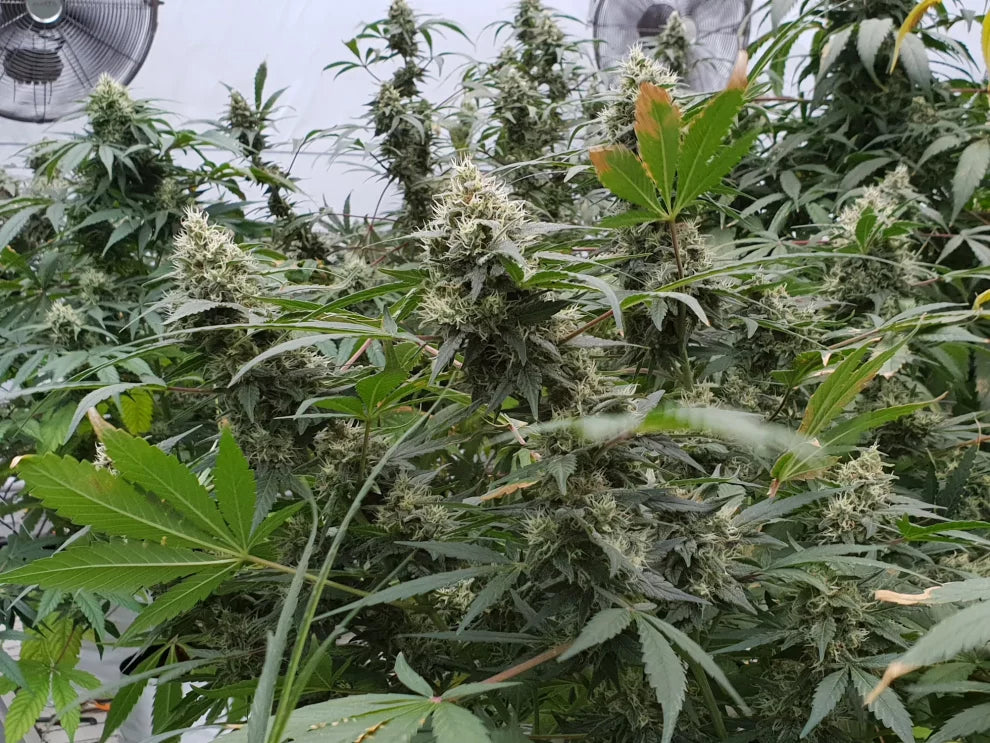 Paradise Seeds - Lemonade Auto - Semi Di Cannabis Autofiorenti