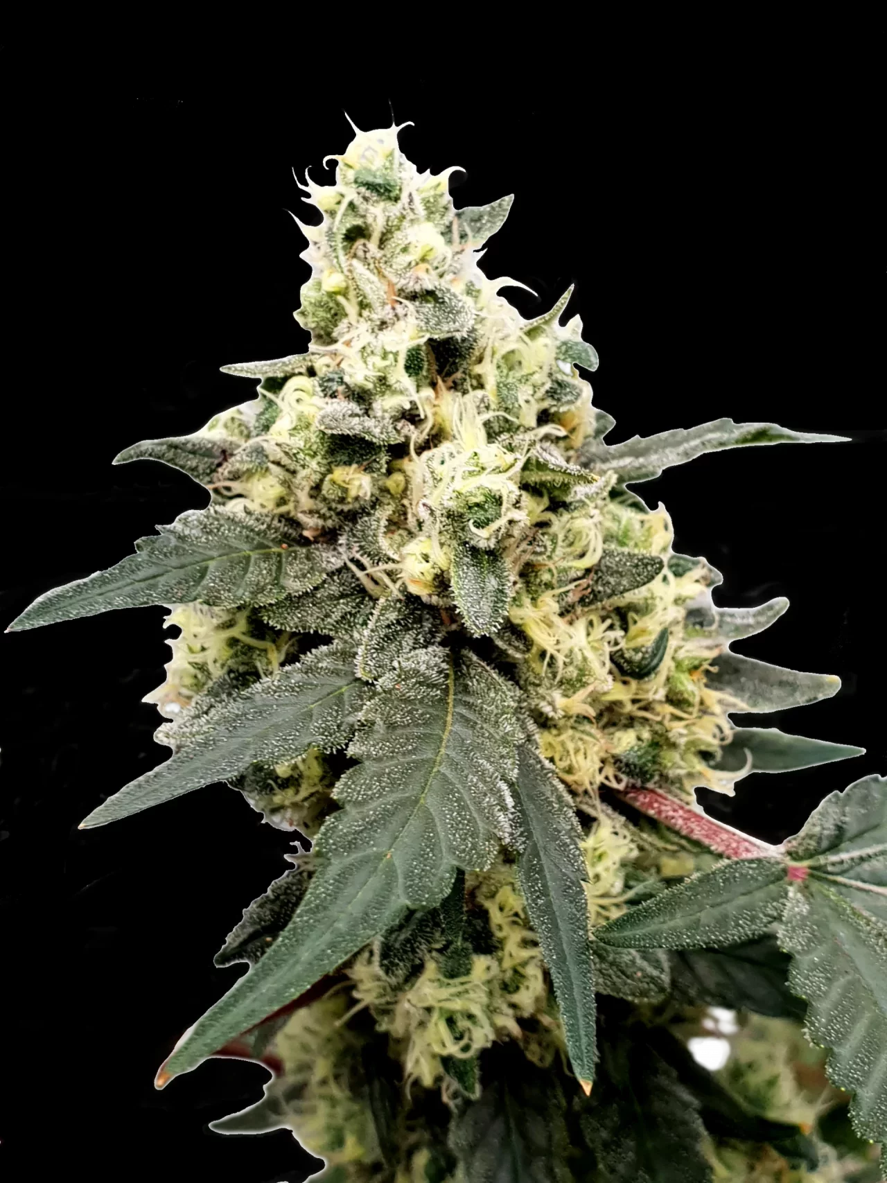 Paradise Seeds - Lemonade Auto - Semi Di Cannabis Autofiorenti