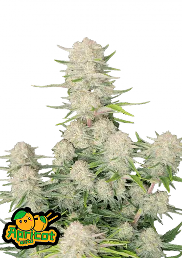 Fast Bud 420 - Apricot Auto - Semi Di Cannabis Autofiorenti