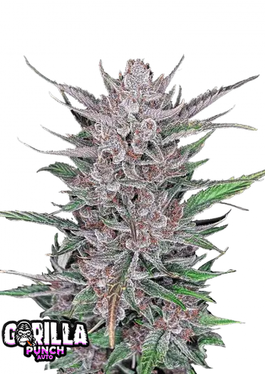 Fast Bud 420 - Gorilla Punch Auto - Semi Di Cannabis Autofiorenti