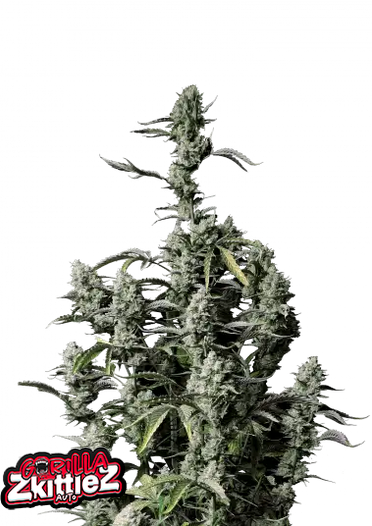 Fast Bud 420 - Gorilla Zkittlez Auto - Semi Di Cannabis Autofiorenti