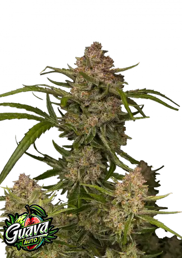 Fast Bud 420 - Guava Auto - Semi Di Cannabis Autofiorenti