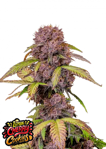 Fast Bud 420 - Lemon Cherry Cookies Auto - Semi Di Cannabis Autofiorenti