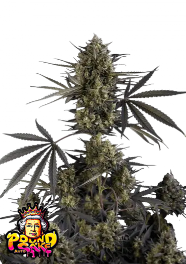 Fast Bud 420 - Pound Cake Auto - Semi Di Cannabis Autofiorenti