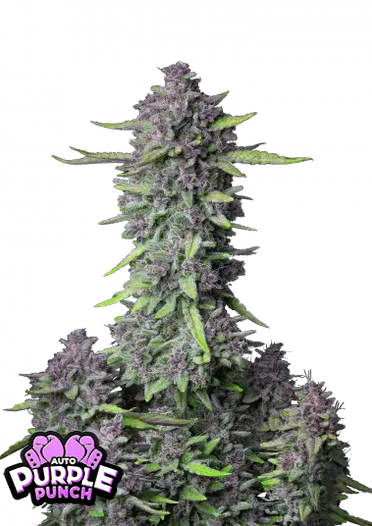 Fast Bud 420 - Purple Punch Auto - Semi Di Cannabis Autofiorenti