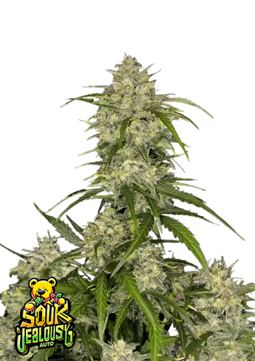 Fast Bud 420 - Sour Jealousy Auto - Semi Di Cannabis Autofiorenti