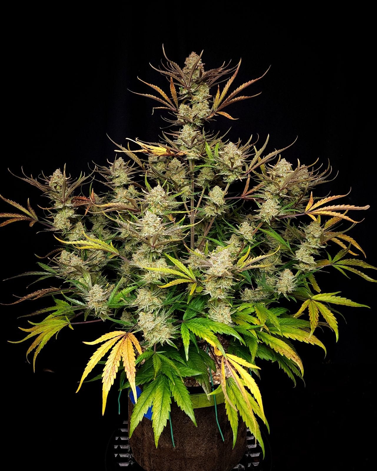 Fast Bud 420 - Apple Strudel Auto - Semi Di Cannabis Autofiorenti