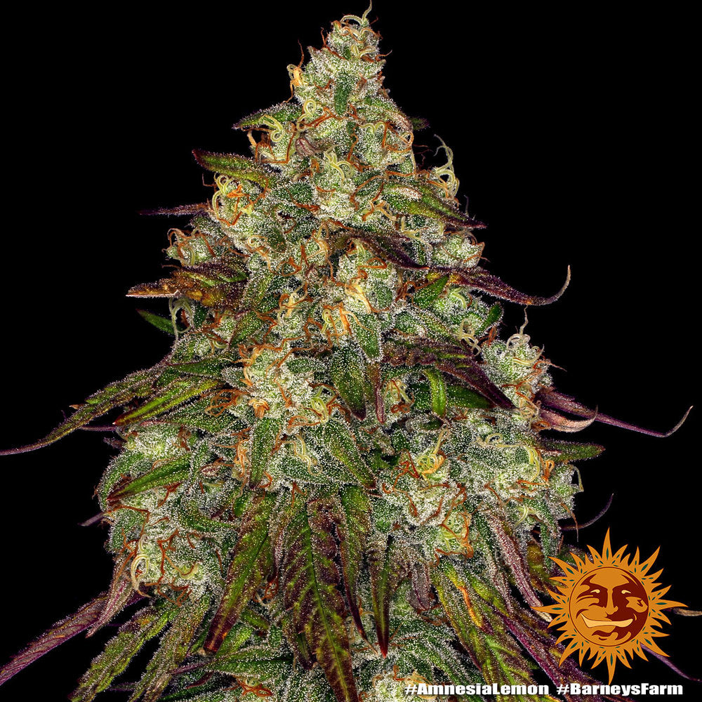 Barney's Farm - Amnesia Lemon - Semi Di Cannabis Femminizzati