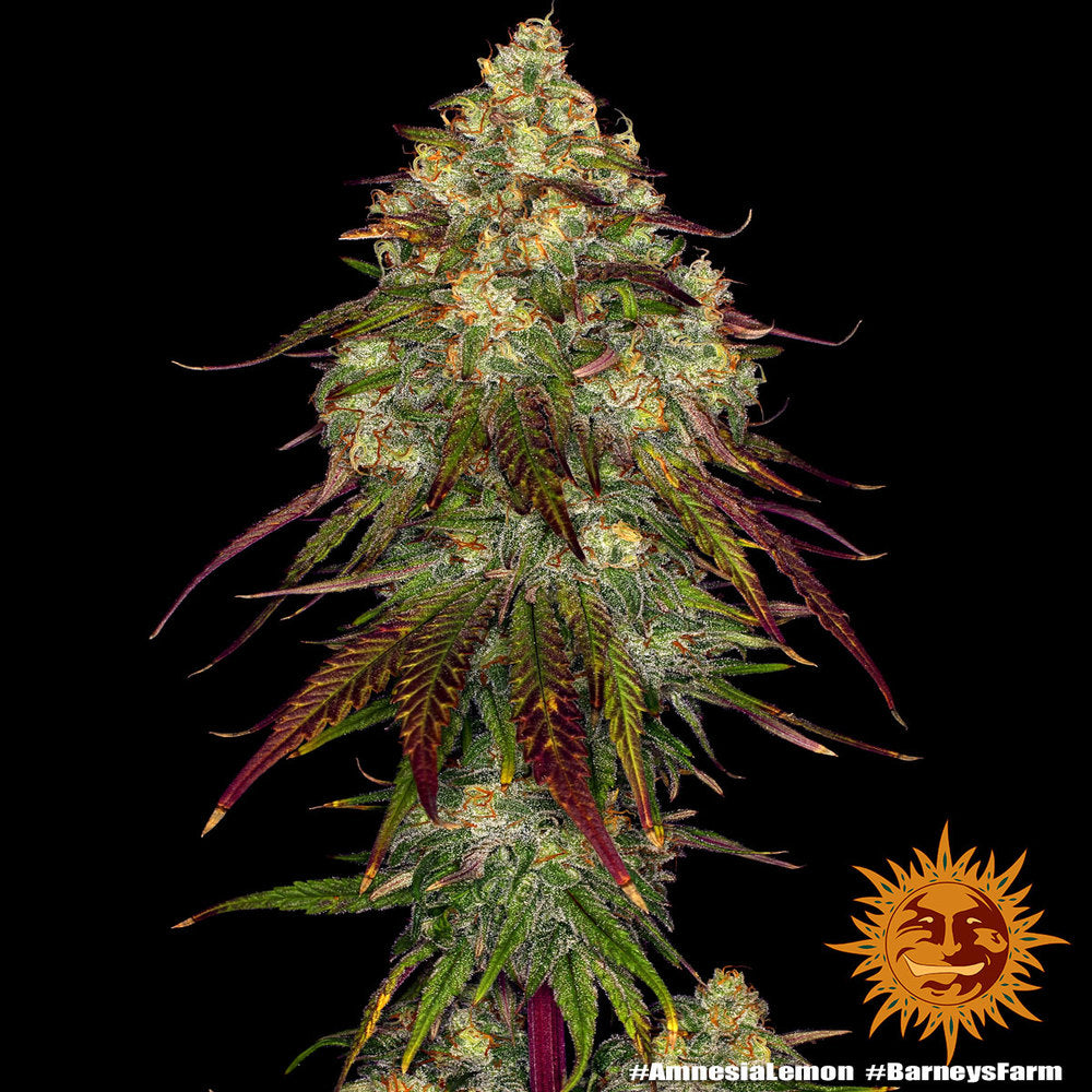 Barney's Farm - Amnesia Lemon - Semi Di Cannabis Femminizzati