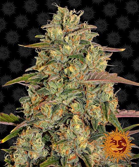 Barney's Farm - Amnesia Lemon - Semi Di Cannabis Femminizzati