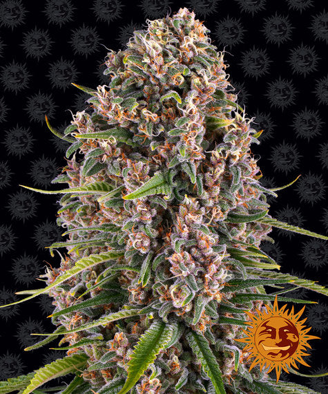 Barney's Farm - Blue Cheese - Semi Di Cannabis Femminizzati