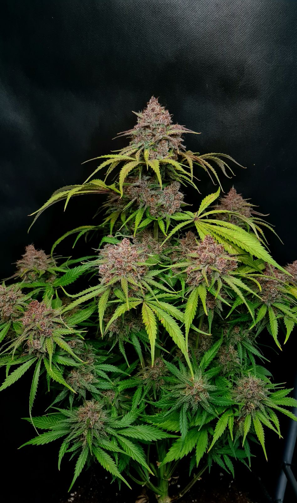 Fast Bud 420 - Gorilla Punch Auto - Semi Di Cannabis Autofiorenti