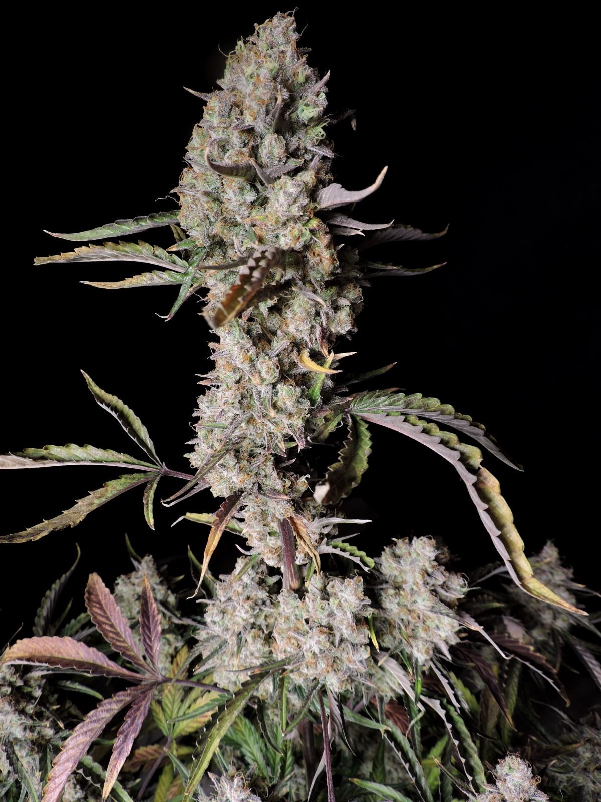 Fast Bud 420 - Gorilla Zkittlez Auto - Semi Di Cannabis Autofiorenti