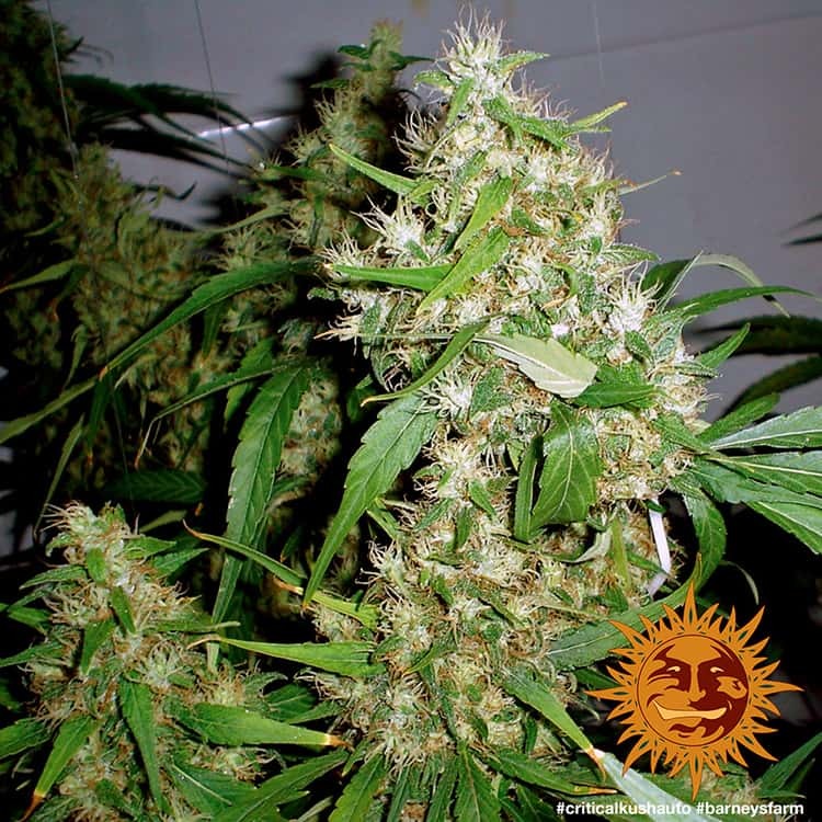 Barney's Farm - Critical Kush Auto - Semi Di Cannabis Autofiorenti