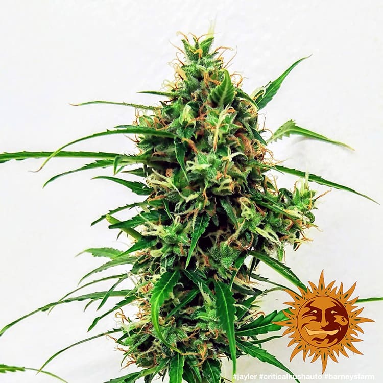 Barney's Farm - Critical Kush Auto - Semi Di Cannabis Autofiorenti