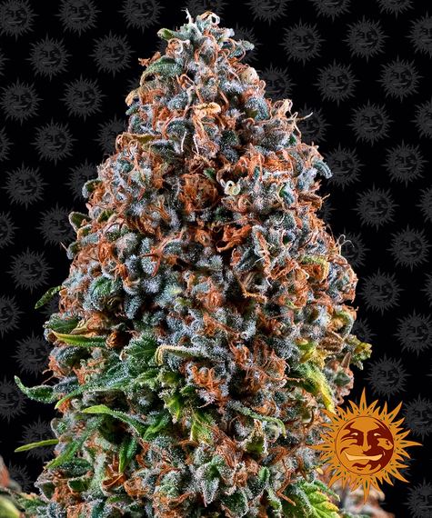 Barney's Farm - Critical Kush - Semi Di Cannabis Femminizzati