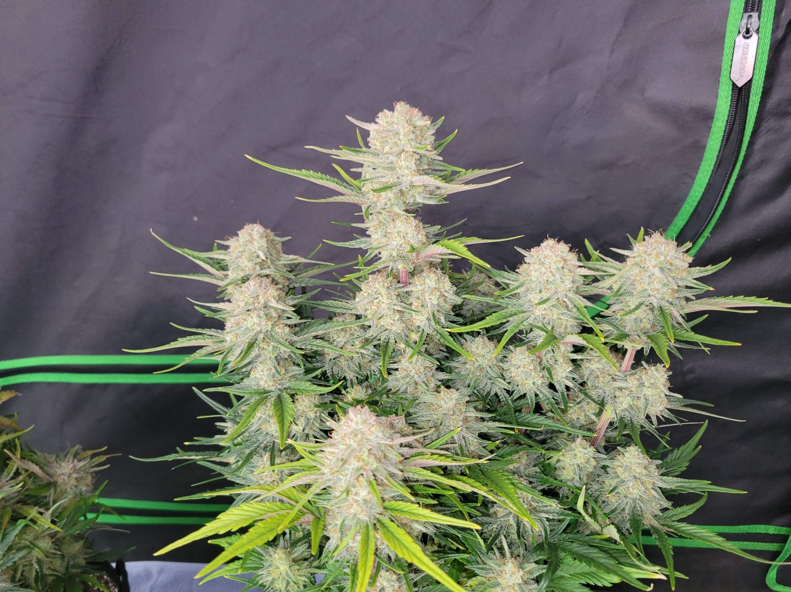 Fast Bud 420 - Apricot Auto - Semi Di Cannabis Autofiorenti