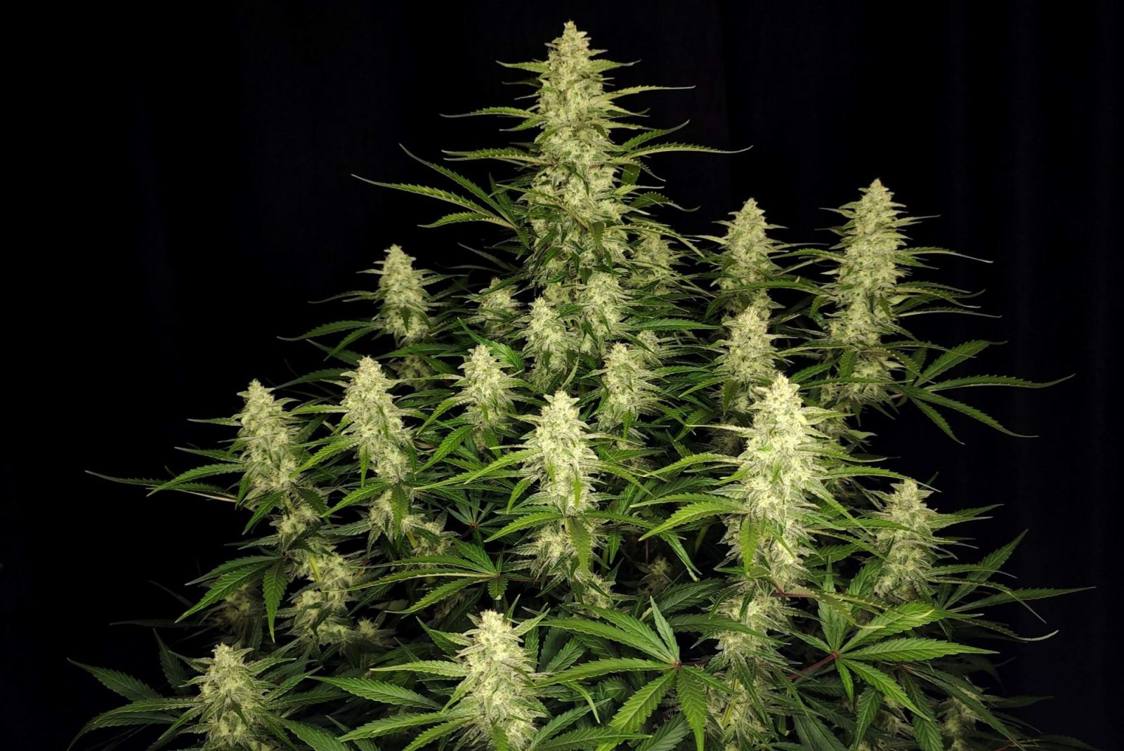 Fast Bud 420 - Papaya Cookies Auto - Semi Di Cannabis Autofiorenti