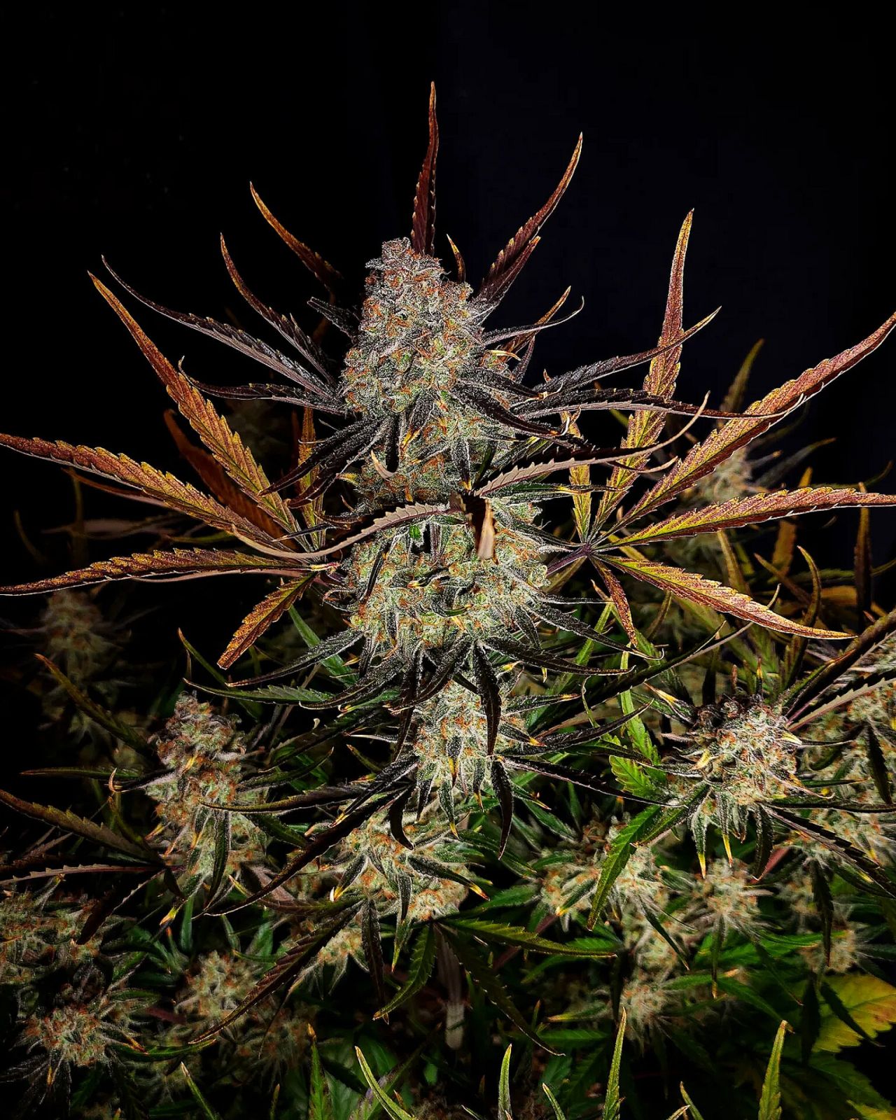 Fast Bud 420 - Apple Strudel Auto - Semi Di Cannabis Autofiorenti