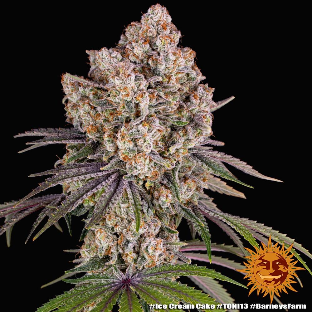 Barney's Farm - Ice Cream Cake - Semi Di Cannabis Femminizzati