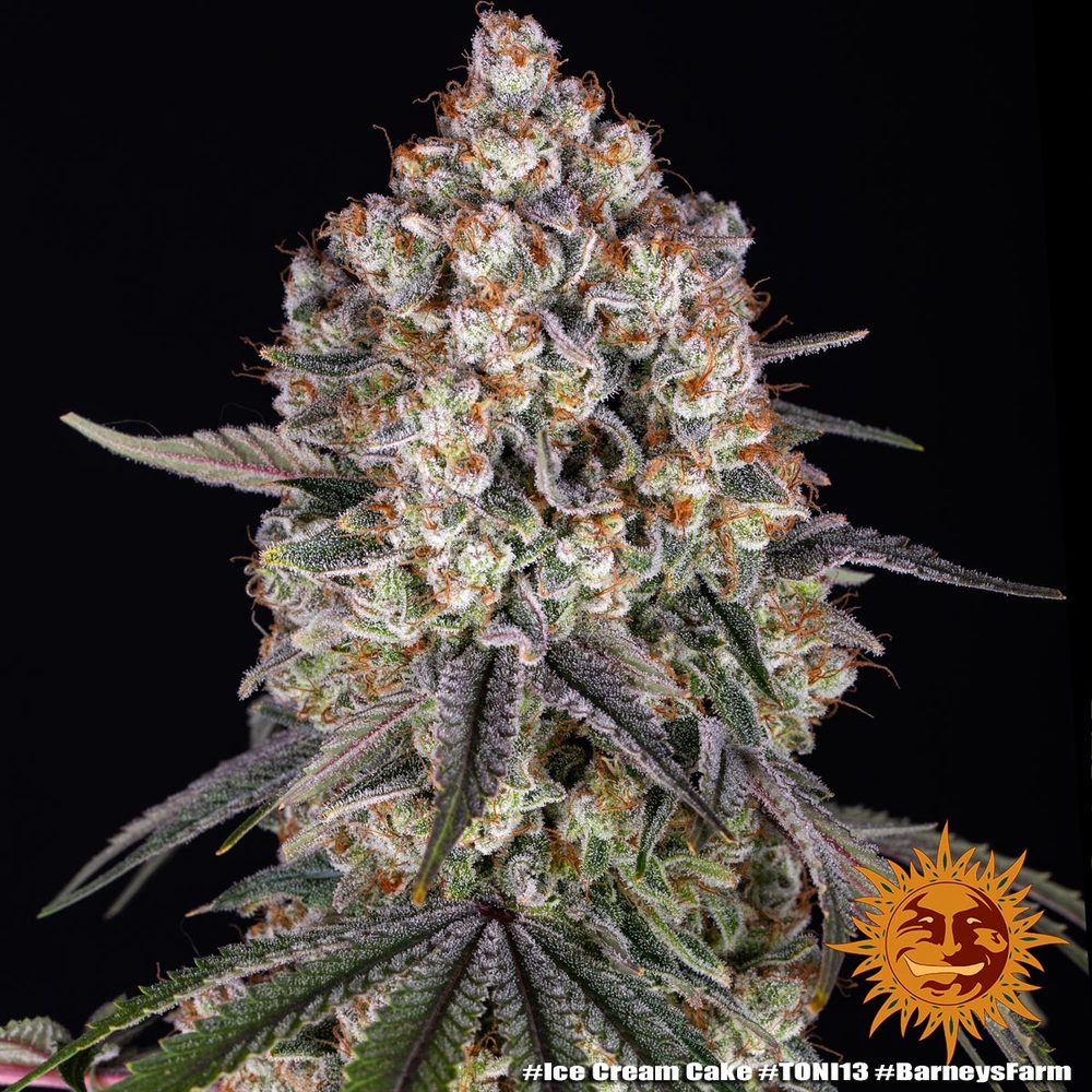 Barney's Farm - Ice Cream Cake - Semi Di Cannabis Femminizzati